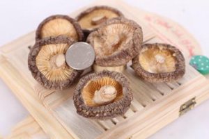 怀孕初期可以吃香菇吗