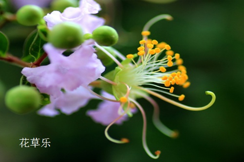 涨知识：四种方法可以让紫薇花开
