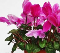 仙客来花语及仙客来传说
