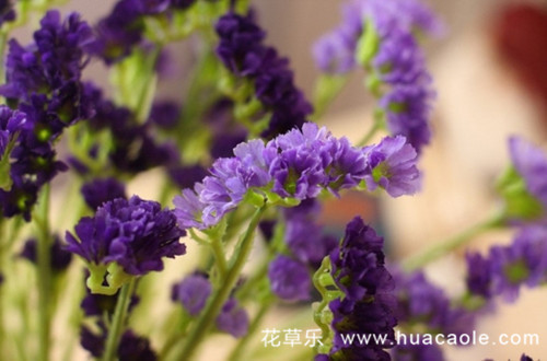 永恒的爱，浓情厚谊，永不变的心，永远的回忆--三月花语 勿忘我