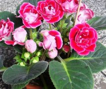 花语大全：大岩桐花语
