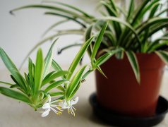吊兰的花语及吊兰花语传说