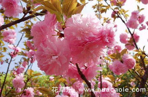 樱花花语：樱花处女座女生最喜欢的花之一