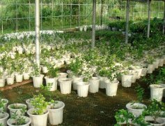 植物花语：茉莉花花语