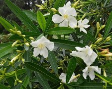 花语大全：夹竹桃花语
