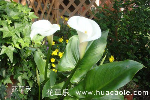 白掌的花语