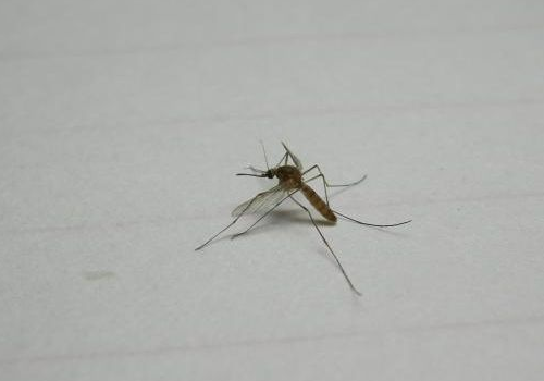 宝宝被蚊子咬了可以涂牙膏吗 有用吗