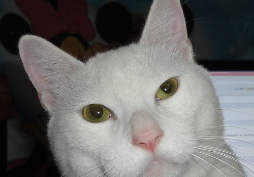 猫为什么要折磨老鼠 吃老鼠为什么留个头