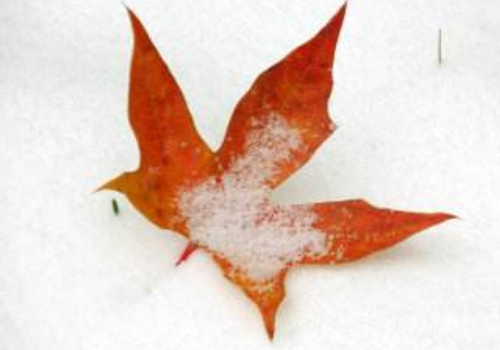 小雪节气的天气特点 有哪三候