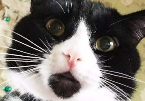 猫猫嘴巴很臭怎么办 下面有黑色东西