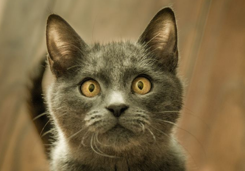 为什么不能打猫的头 冬天怎么保暖