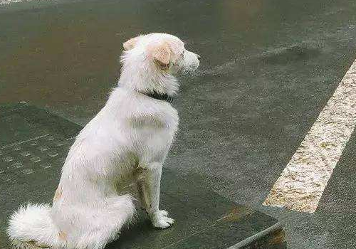 狗狗走丢了怎么办 再次见面会认得主人吗