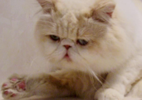 猫抓老鼠为什么不吃 怎么不流血