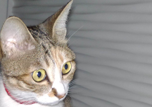 猫可以吃鸡蛋吗 可以吃蛋糕吗