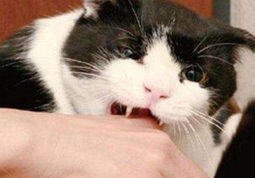 被猫咬了怎么办 需要打疫苗吗