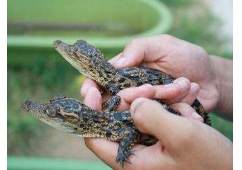 宠物鳄鱼多少钱一只 养久了会认主人吗会咬人吗