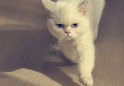 猫叼东西怎么回事 为什么叼走幼猫