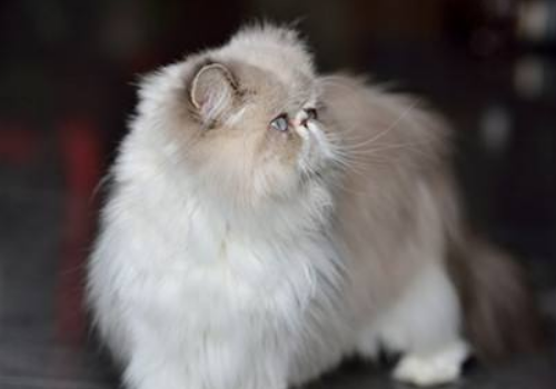 波斯猫性格怎么样 为什么眼睛会流泪