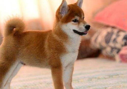 柴犬凶吗 和土狗的区别