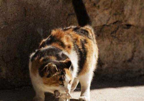 猫吃老鼠为什么不得病 不怕细菌吗