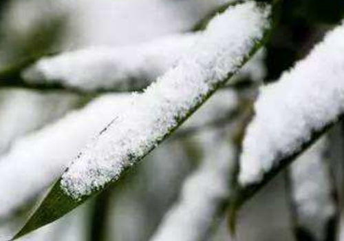 小雪节气有哪些祝福语 朋友圈怎么发说说