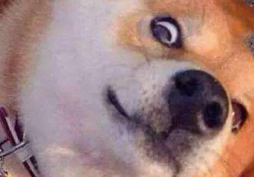 柴犬的智商排多少名 什么颜色最贵