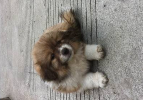 为什么狗不能白送人 送人了会想主人吗