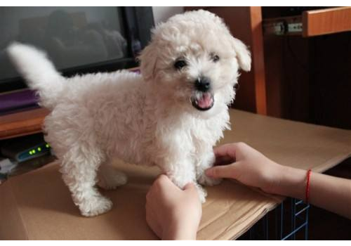 串串狗能长多大 养串串狗好还是纯种狗好