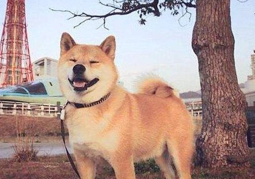 柴犬是哪个国家的 能活多少年