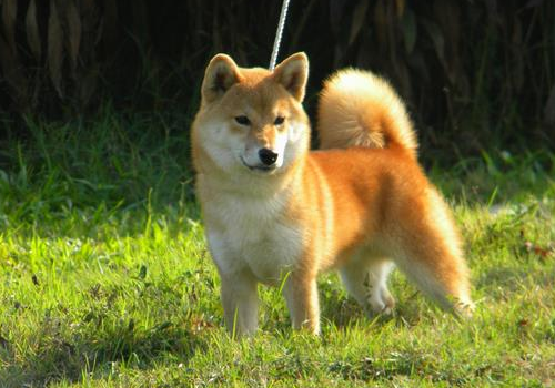 柴犬的缺点是什么 养公的好还是母的好