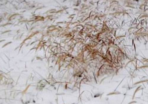 2018年小雪节气是几月几号几点 有哪些谚语