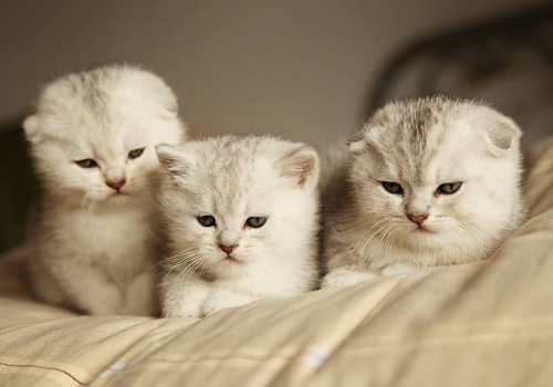 被猫抓伤打针多少钱 猫咪打一次疫苗多少钱
