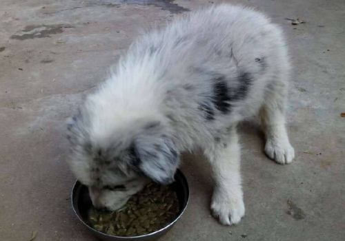 陨石边境牧羊犬多少钱 怎么养