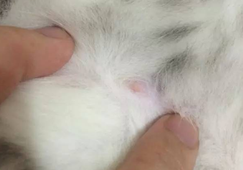 公猫和母猫都有乳头吗 哪个更粘人