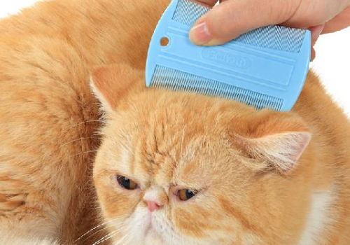 猫听到梳子声音会吐是真的吗 为什么