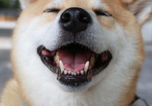 狗狗牙长歪了怎么办 牙齿断了还会长吗