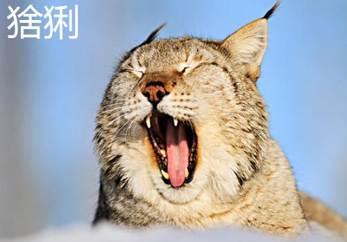 猞猁会吃人吗 为什么吃猫
