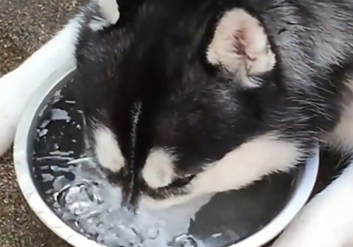 二哈是什么品种的狗 大概多少钱一只