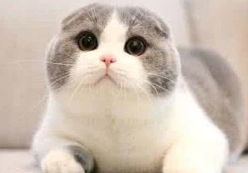 苏格兰折耳猫是什么性格 折耳猫和立耳猫的区别
