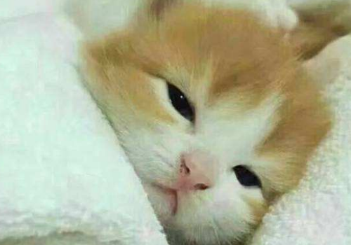 猫咪对主人会有感情吗 为什么喜欢挨人睡觉
