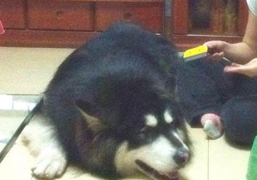 阿拉斯加犬有几个品种 怎样喂才能让毛发好