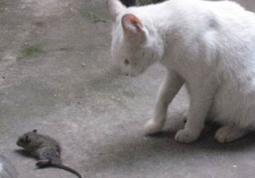 怎么辨别猫抓不抓老鼠 捉老鼠的猫有什么特征