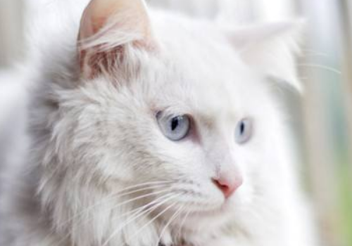 山东狮子猫多少钱一只 怎么认
