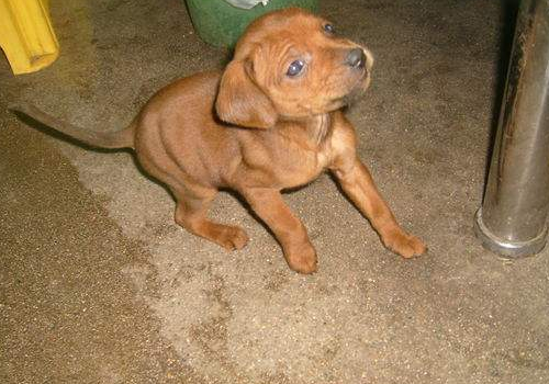 洛阳三号小猎犬性格怎么样 聪明吗