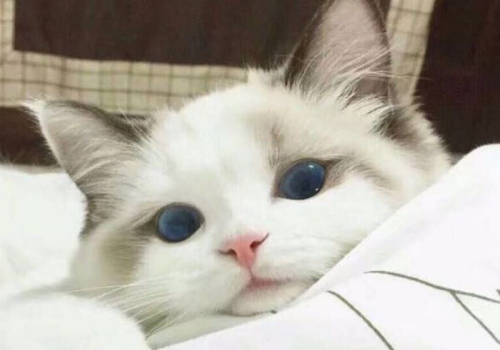 猫会咬人吗 得狂犬病的几率是多少