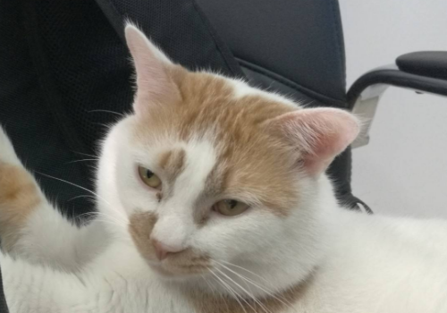 猫叼老鼠给我是什么意思 老鼠见了猫为何不敢跑