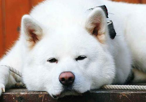 柴犬和秋田犬哪个聪明 哪个贵
