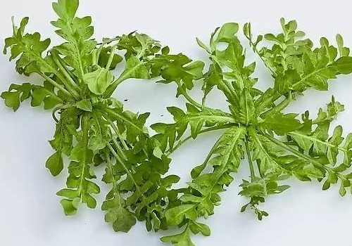 孕妇能不能吃荠菜 有什么影响