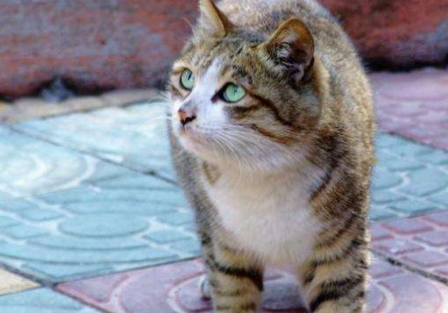 猫早上一直叫怎么办 跟着你走是什么兆头
