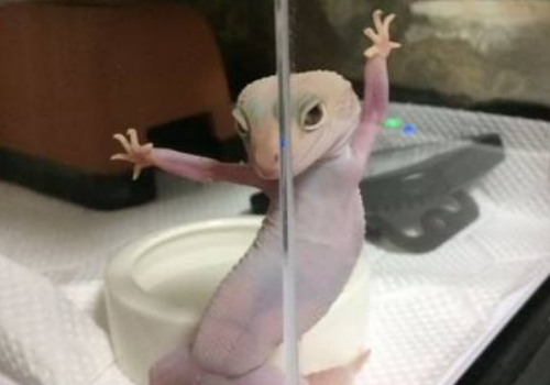 豹纹守宫吃什么 咬人吗